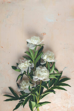 Flat lay composition with white peony flowers on a light pink concrete background