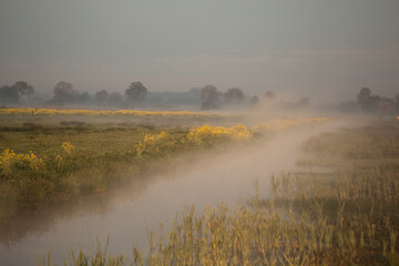 Fototapeta na wymiar morning meadows, ochtend veld