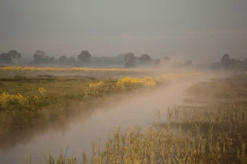 Fototapeten morning meadows, ochtend veld © Wietse
