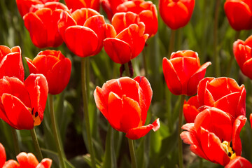 Red tulips in sun light