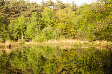 quiet forest in sunlight