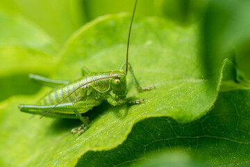 Nahaufnahme grüner Grashüpfer mit perfekter Tarnung