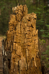 Old birch stump in the forest