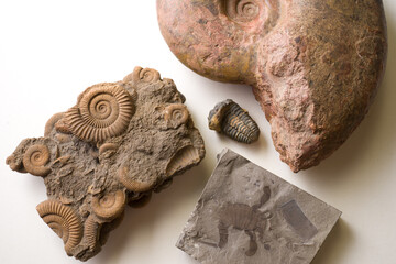 group of fossils include: ammonites, trilobite and eurypterus