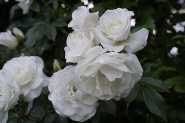 white rose flower