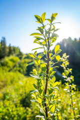 tree branch leaves leaf