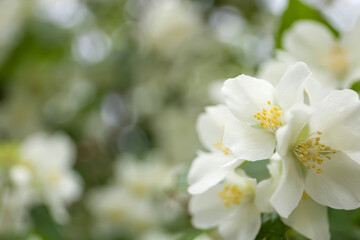 Naklejka na ściany i meble White jasmine flower close up