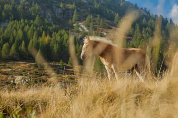 Horse eating on pasture in a valley with mountains.