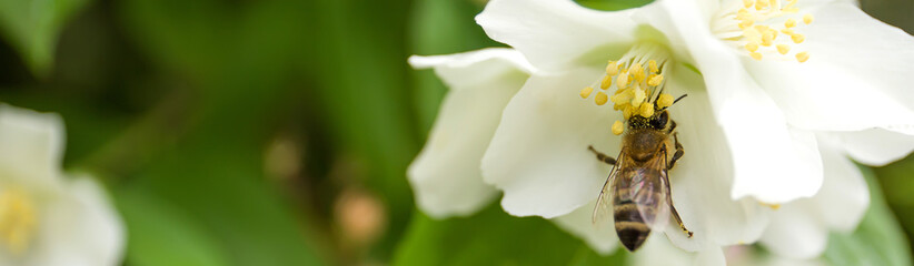 White jasmine flower with a bee close-up