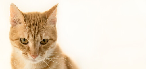 Ginger Cat isolated over white background. Animal portrait.