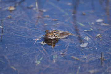 Water frog Pelophylax and Bufo Bufo in mountain lake with beautiful reflection of eyes Spring Mating