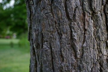 tree bark texture