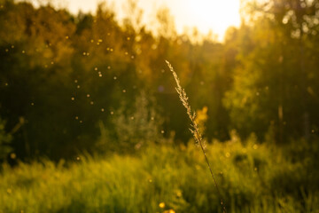 sunset sun evening forest trees 