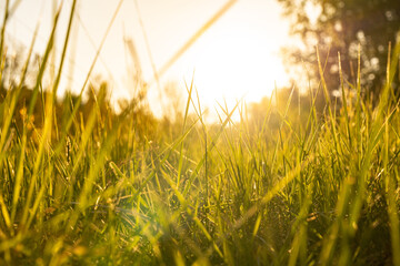 sunset sun evening forest grass