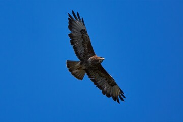 common buzzard in flight with wings wide dpread