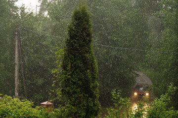 heavy rain bush garden