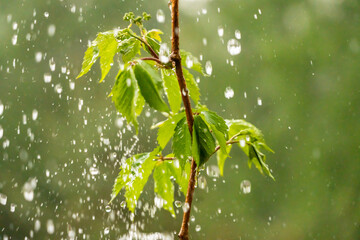heavy rain on leaves