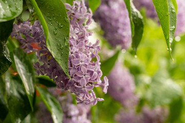 lilac flower after rain