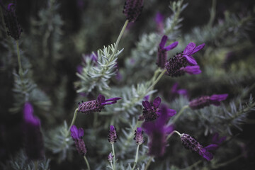 Obraz premium Butterfly Bush
