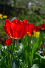 red tulip