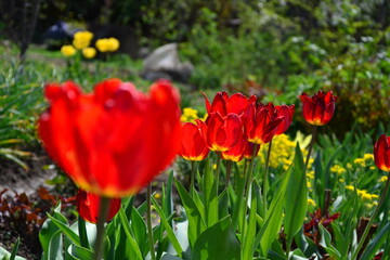 red tulip