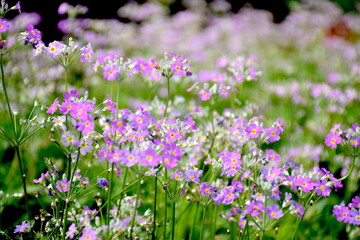 Obraz na płótnie Canvas purple flowers in the field