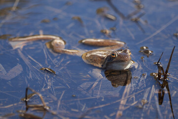Water frog Pelophylax and Bufo Bufo in mountain lake with beautiful reflection of eyes Spring Mating