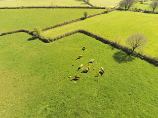 Troupeau de vaches de race limousine vu du ciel