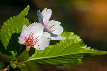 Muurstickers beautiful wild park flowers with shinning sun rays from above © Enlight fotografie