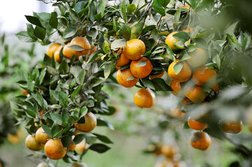 orange plantation in Bali, Indonesia