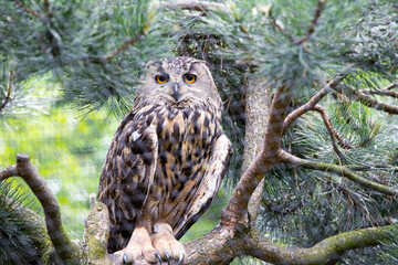 A large owl sitting on a tree branch.