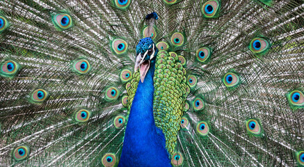 Fototapeta na wymiar Peacock with open tail in a defensive position with an open beak. Roaring peacock