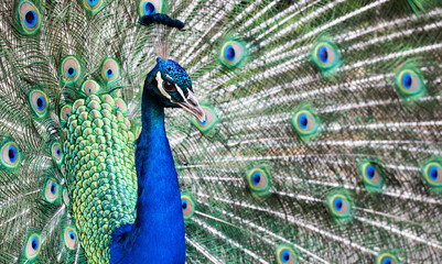 Fototapeta na wymiar Close up of a peacock with an open tail. Place for text.