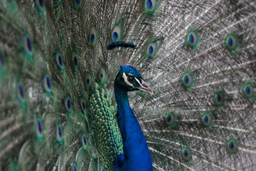 Fototapeta premium Close up of a peacock with an open tail. Place for text.