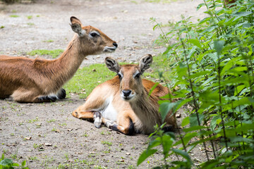 Kob lychee resting on the ground in the grass.