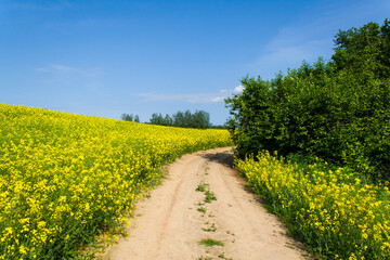 Fototapeta na wymiar Beautiful image of a centered country road with trees around the perimeter. Fields of blooming yellow rapeseed against blue sky with clouds. Growing crops. Spring sunny landscape. Nature wallpaper
