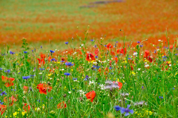 A large and beautiful field full of red poppies and other wildflowers in biodervisity in Germany