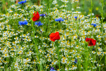 closeup look at daisies and poppies in summer meadow