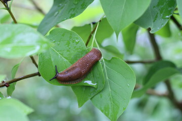 Spanish slug on a leaf in a lilac bush
