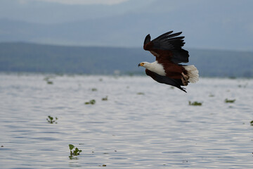 African Fish Sea Eagle Catching Fish Lake Hunting Haliaeetus vocifer