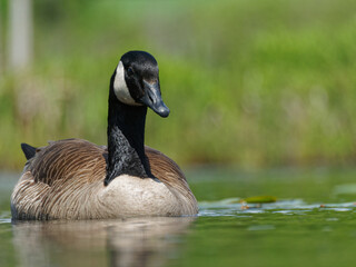 Canada goose swimming on a lake in Canada
