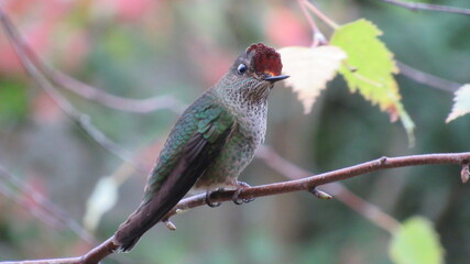 colibríes, picaflor