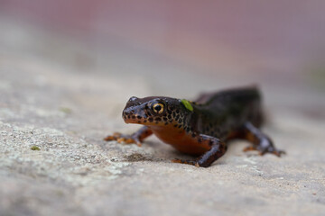 Alpine newt Ichthyosaura alpestris Amphibian Orange Belly