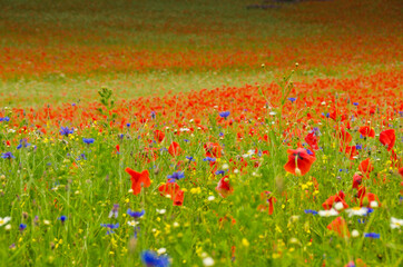 A large and beautiful field full of red poppies and other wildflowers in biodervisity in Germany