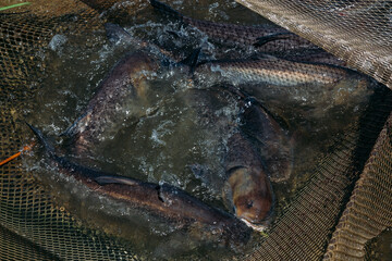 Live silver carps in the cage in fish breeding farm
