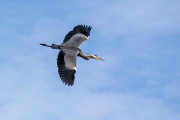 Grey Heron in Flight showing Large Wingspan