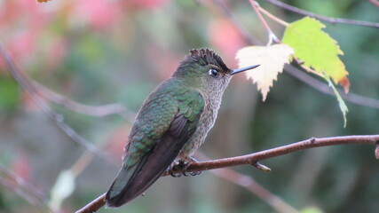 Fototapeta premium colibríes, picaflor