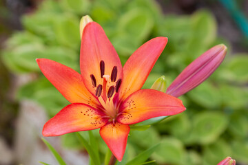 asiatic lily