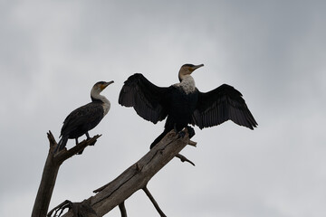  Great cormorant Phalacrocorax carbo black shag large Portrait