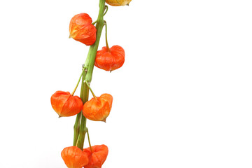 白背景のホオズキ